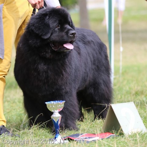 Džbán 4.9.2016 - Klubová výstava CAC